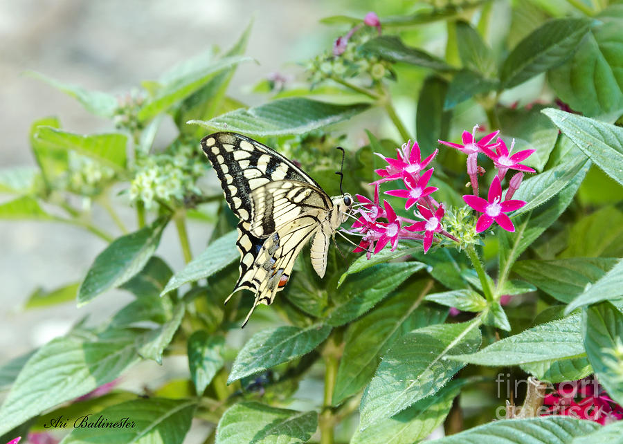 Swallowtail Butterfly 02 Photograph by Arik Baltinester