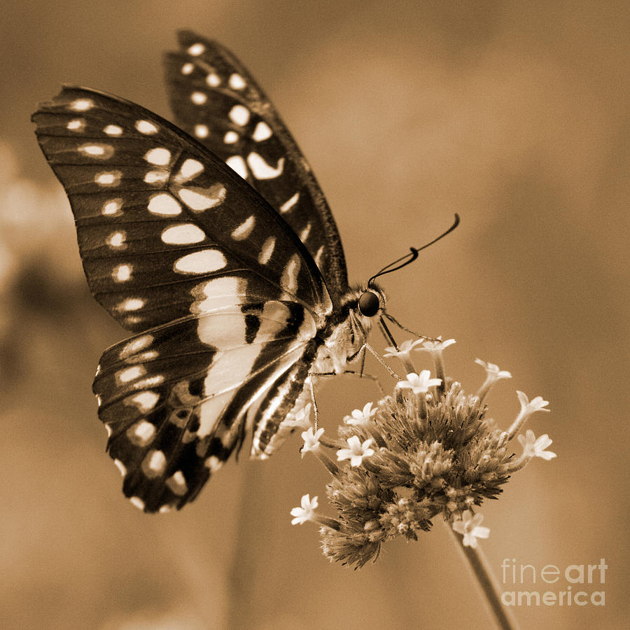 Swallowtail Butterfly 1 Photograph by Chris Scroggins