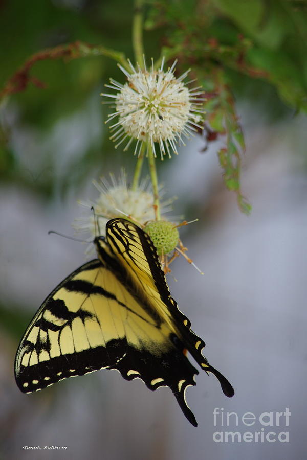 Swallowtail Butterfly 1 Photograph by Tannis  Baldwin