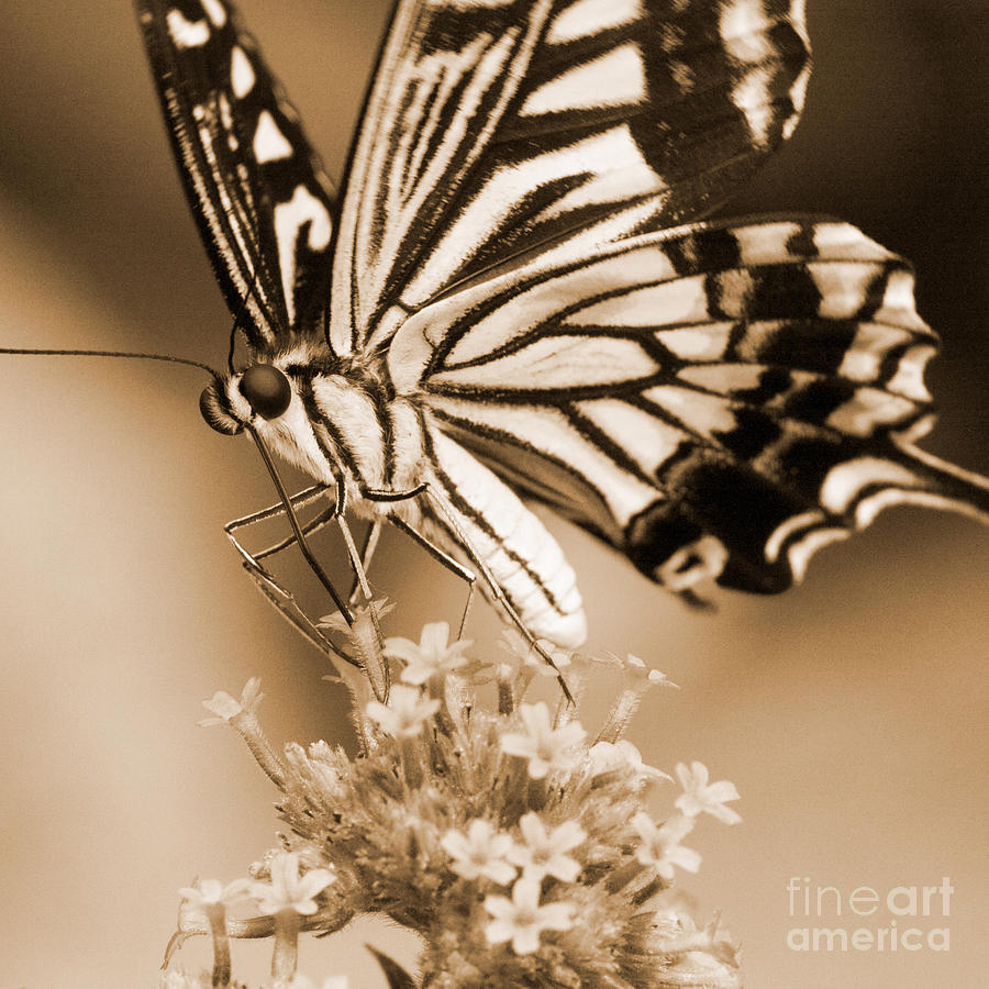 Swallowtail Butterfly 2 Photograph by Chris Scroggins
