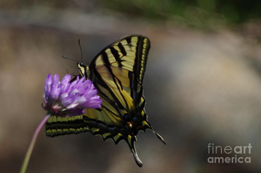 Wildflowers Photograph - Swallowtail Butterfly  2.1549 by Stephen Parker