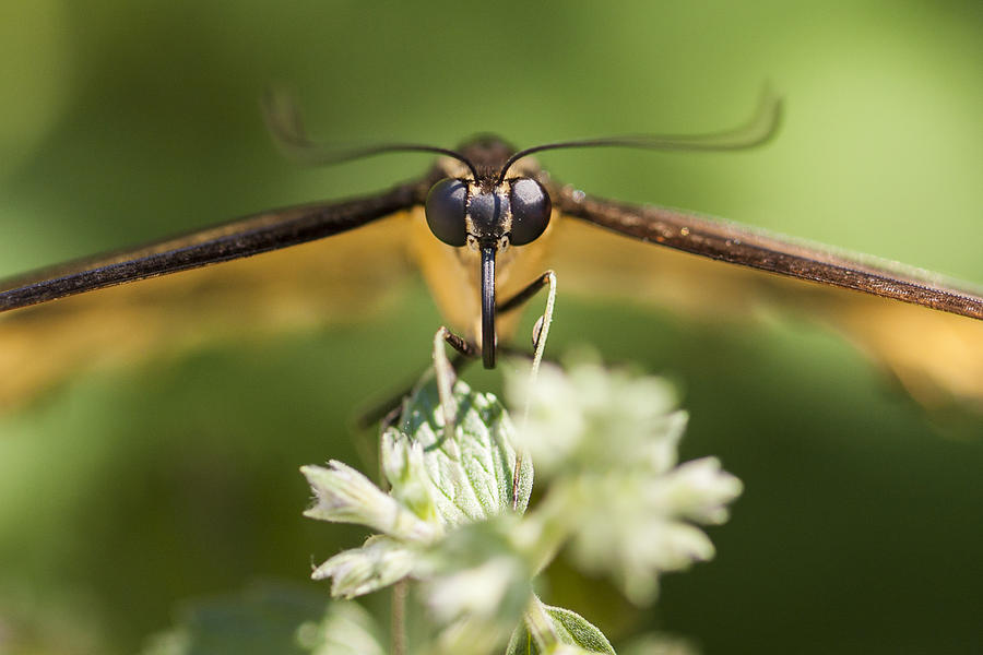 Swallowtail Butterfly Photograph by Adam Romanowicz