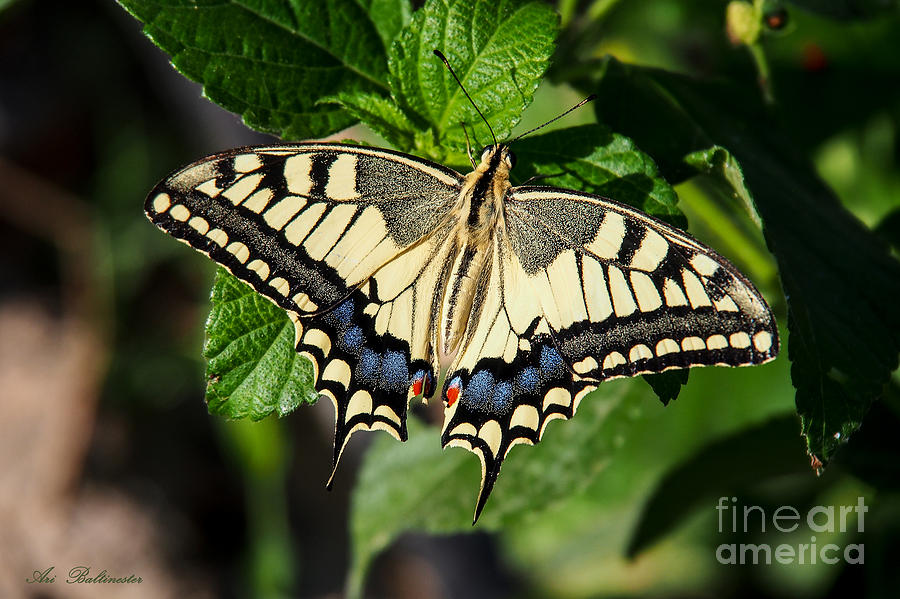 Swallowtail Butterfly Photograph by Arik Baltinester