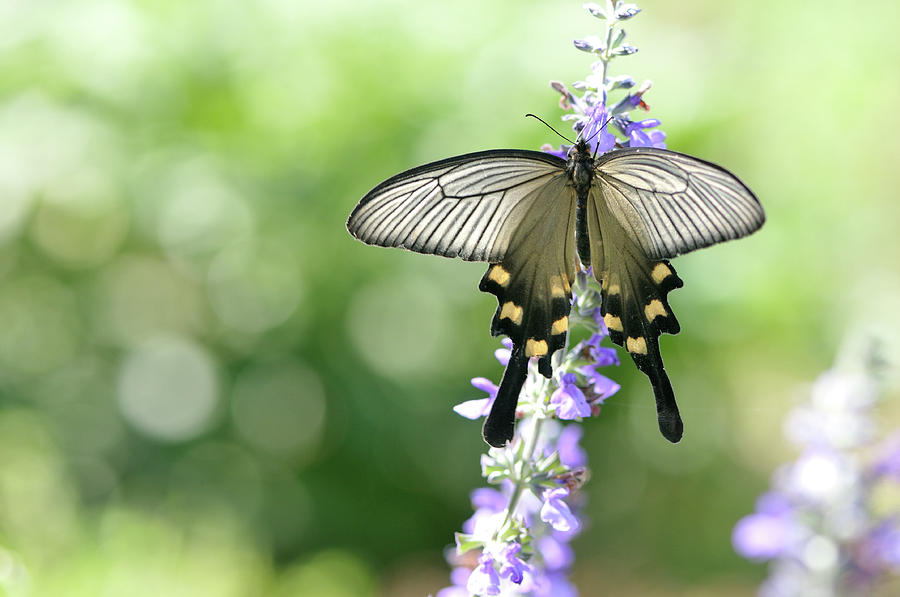 Swallowtail Butterfly Atrophaneura Photograph by Myu-myu