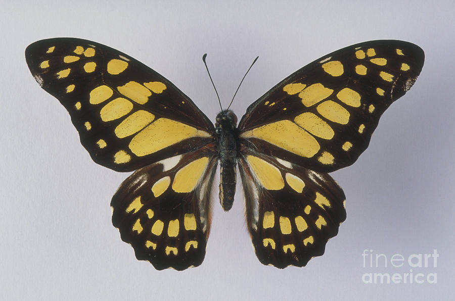 Swallowtail Butterfly Photograph by Barbara Strnadova