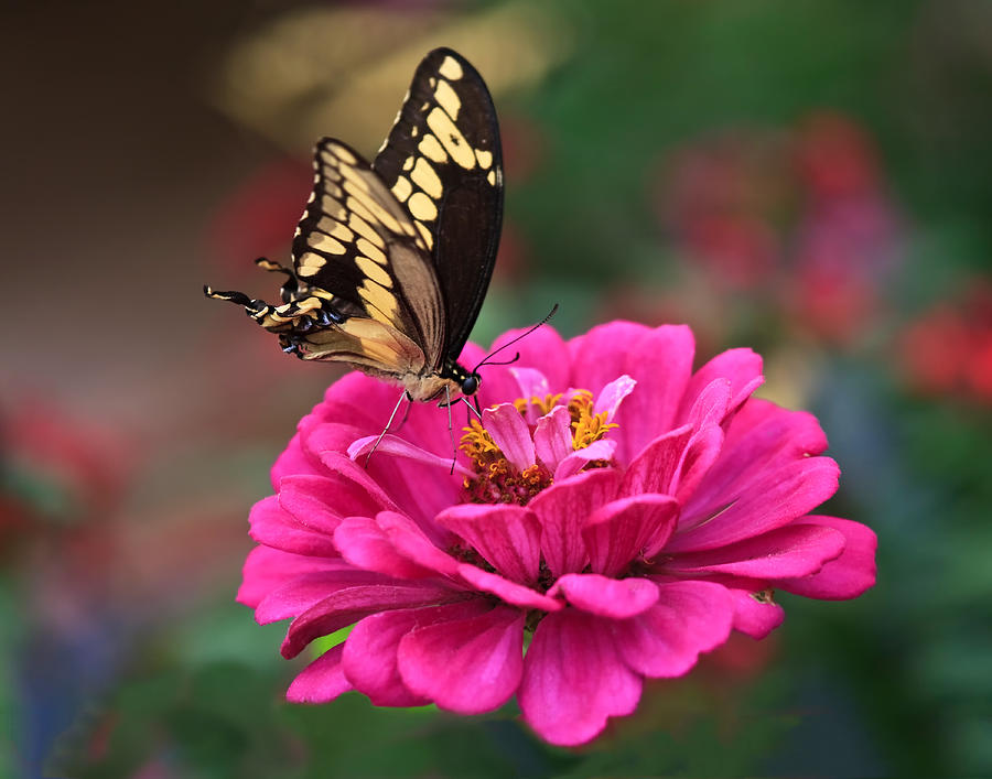 Swallowtail Butterfly Photograph by Beth Sargent
