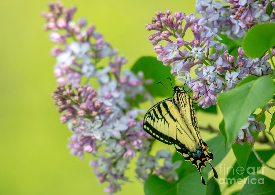 Swallowtail Butterfly Photograph by Cheryl Baxter