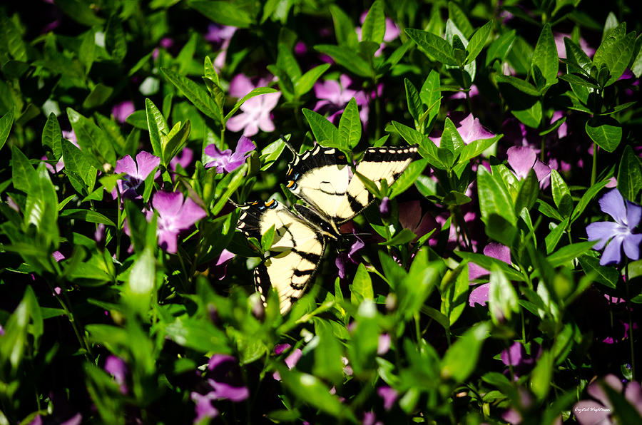 Swallowtail Butterfly Photograph by Crystal Wightman