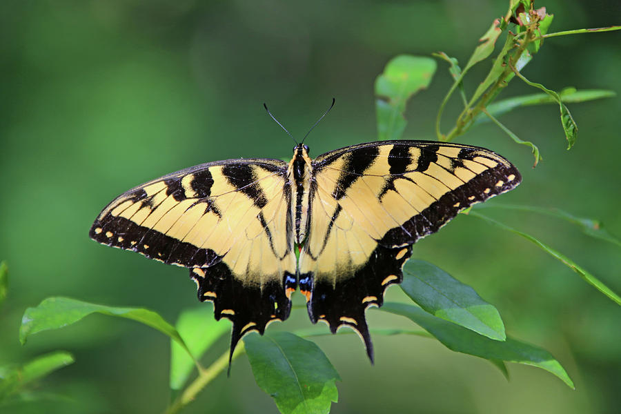 Swallowtail Butterfly Photograph by Daniela Duncan