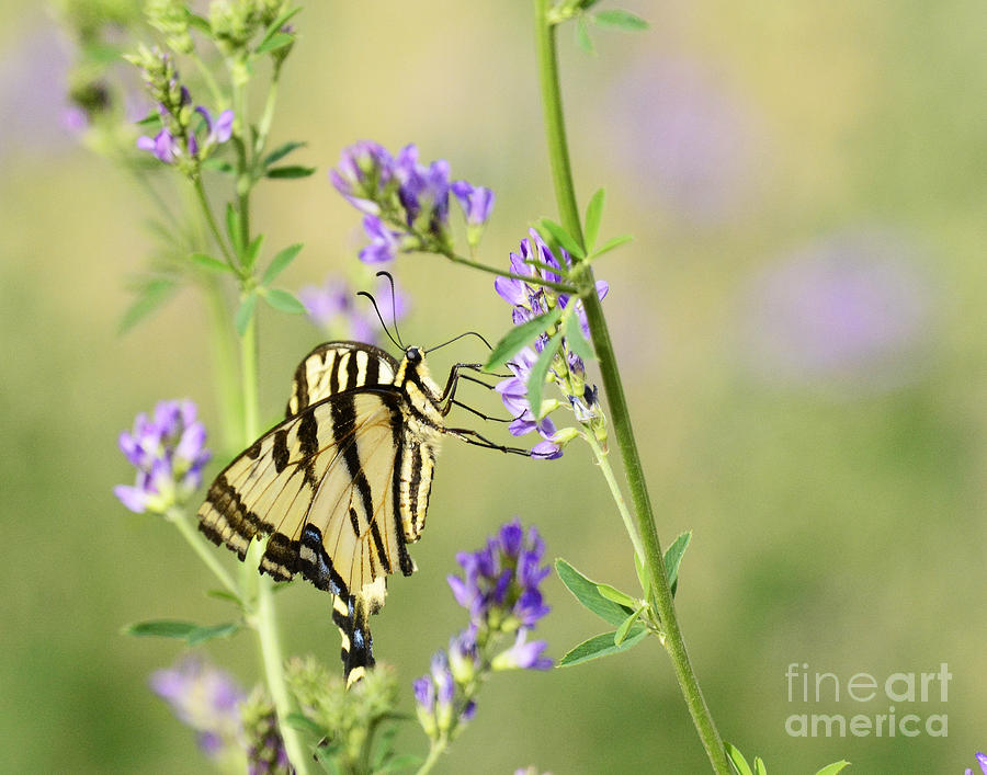 Swallowtail Butterfly Photograph by Dennis Hammer