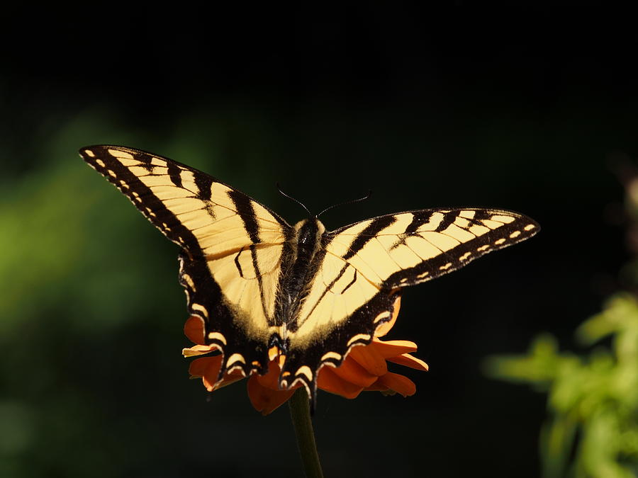 Swallowtail Butterfly Photograph by Dorothy Lee