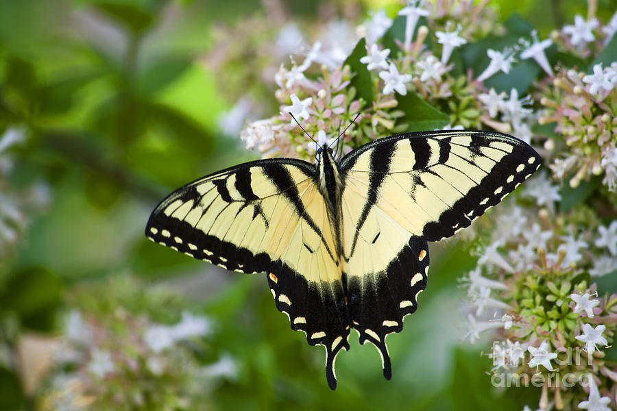 Swallowtail Butterfly Feeding on Abelia Photograph by Jill Lang
