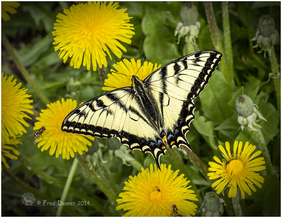 Swallowtail Butterfly Photograph by Fred Denner
