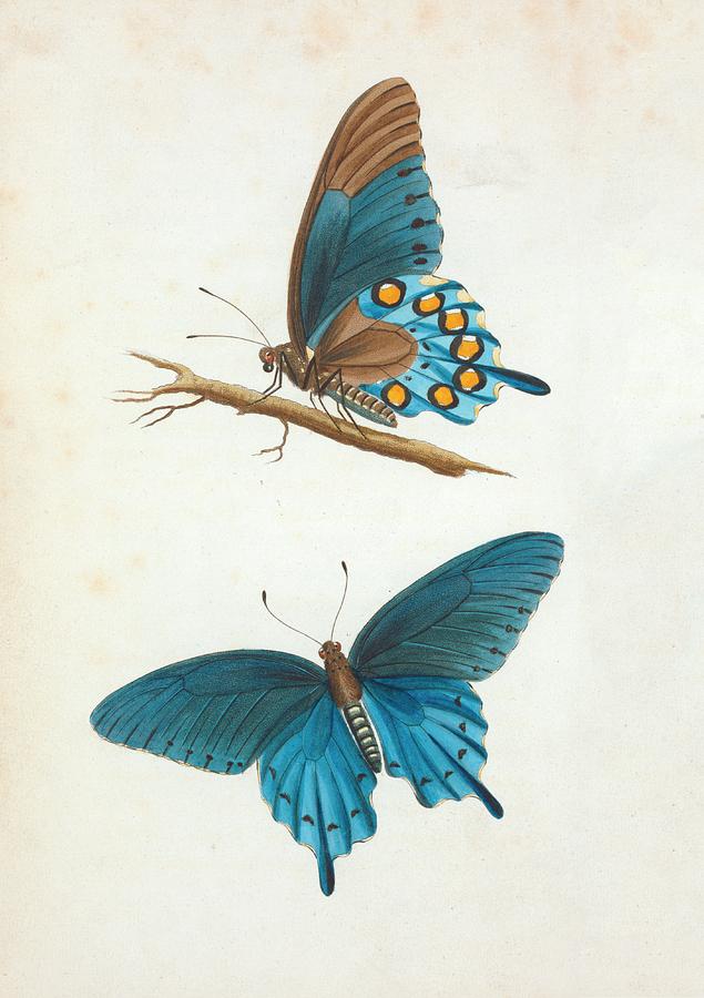 Butterfly Photograph - Swallowtail Butterfly by General Research Division/new York Public Library
