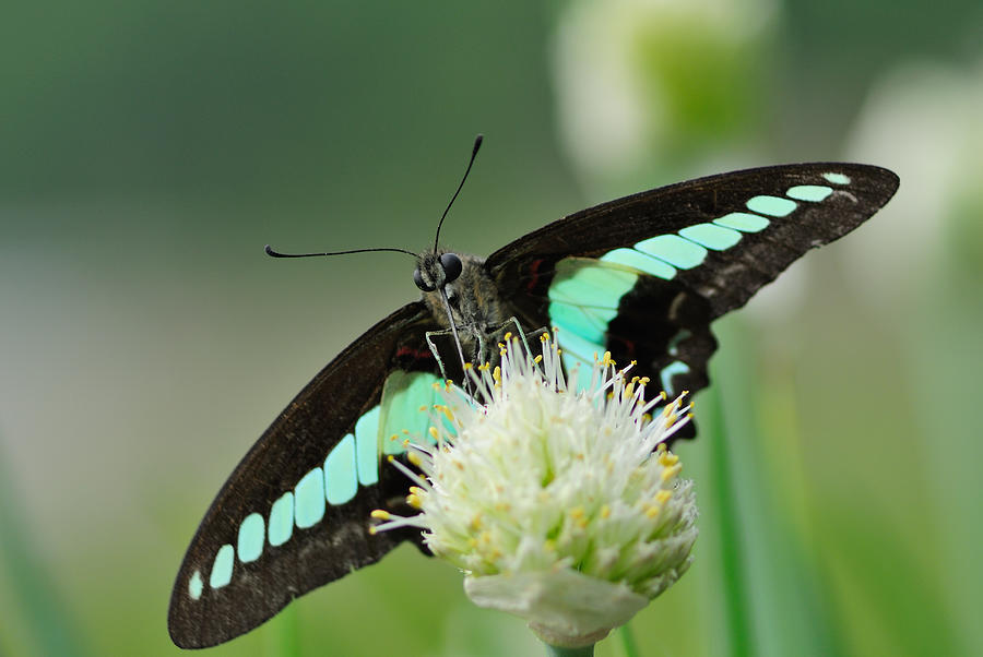 Swallowtail Butterfly Graphium Sarpedon Photograph by Myu-myu
