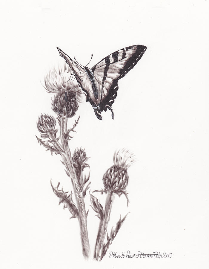 Butterfly Drawing - Swallowtail Butterfly by Heather Stinnett
