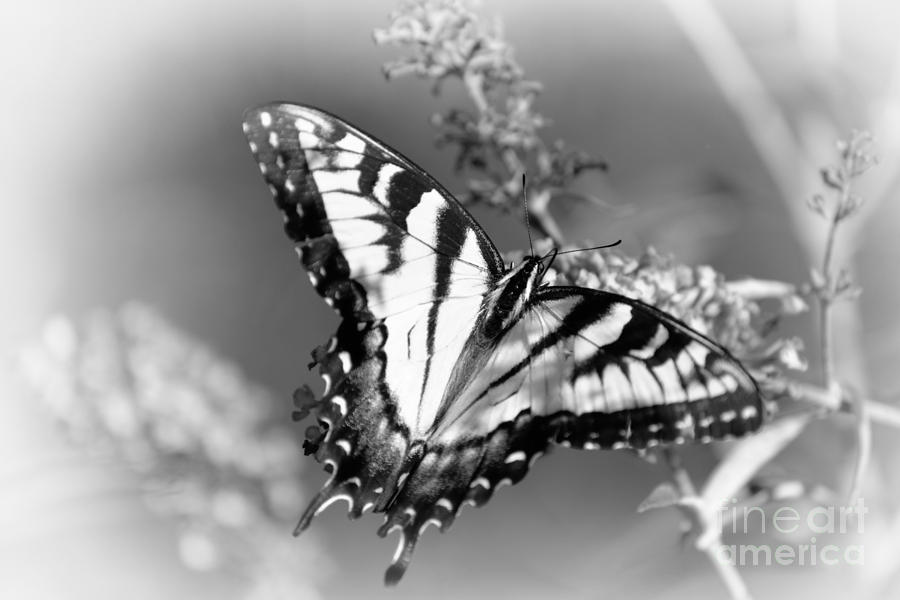 Swallowtail Butterfly in Black and White Photograph by Lila Fisher-Wenzel