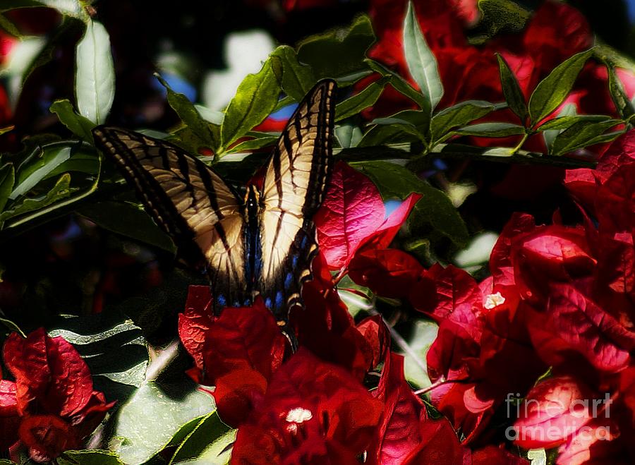 Swallowtail Butterfly In Mexico Photograph by John  Kolenberg