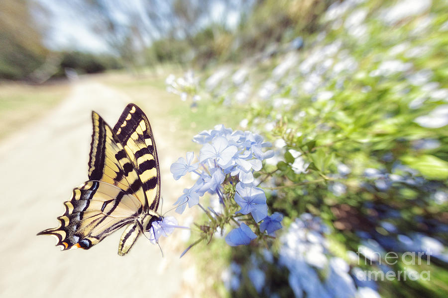 Swallowtail Butterfly in Spring Photograph by Susan Gary
