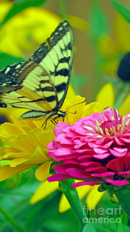 Swallowtail Butterfly In The Zinnia Patch Photograph by Kay Novy