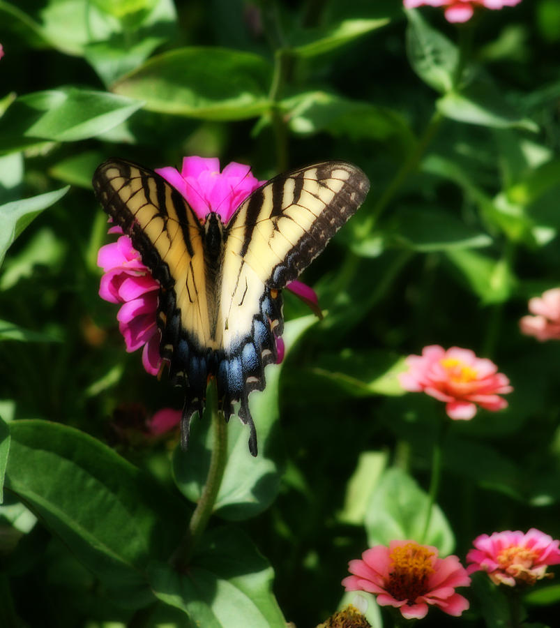 Swallowtail Butterfly In The Zinnias Photograph by Kay Novy