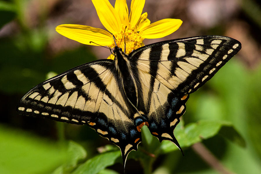Swallowtail Butterfly Photograph by Jack Bell