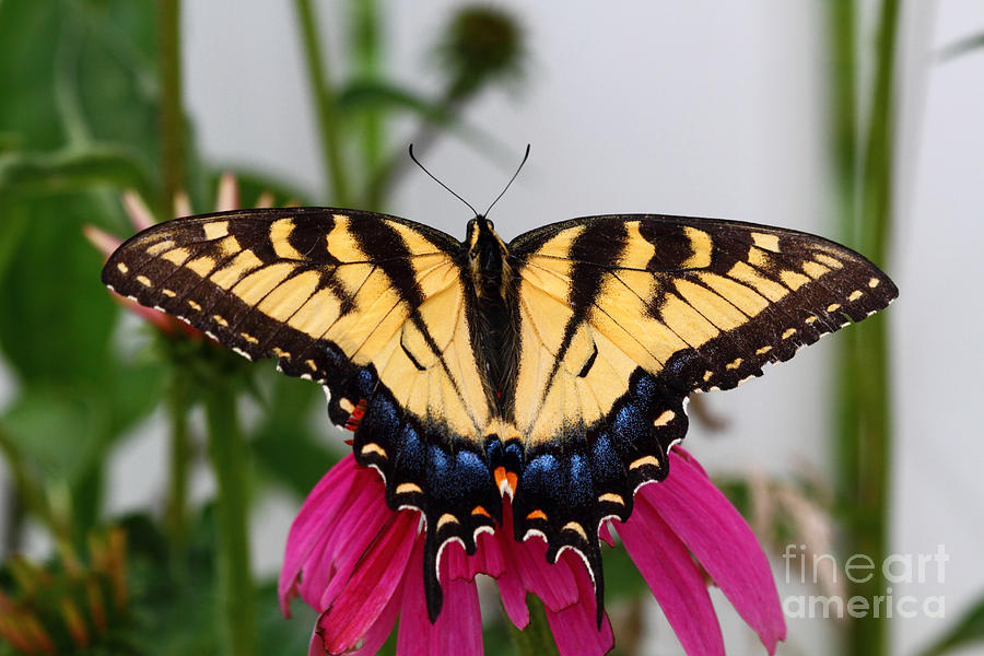 Old World Swallowtail Butterfly Photograph by James Brunker