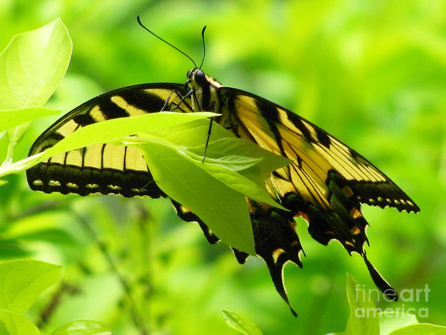 Swallowtail Butterfly Painting by Jimmie Bartlett