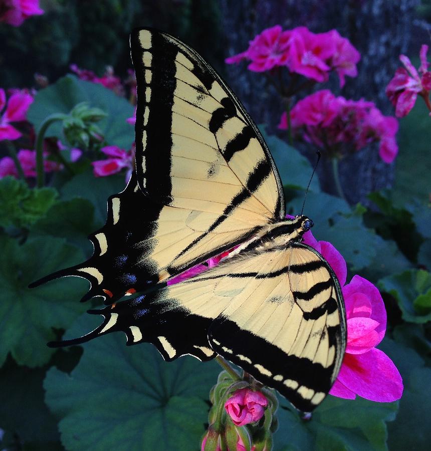 Swallowtail Butterfly Photograph by Kate Gibson Oswald