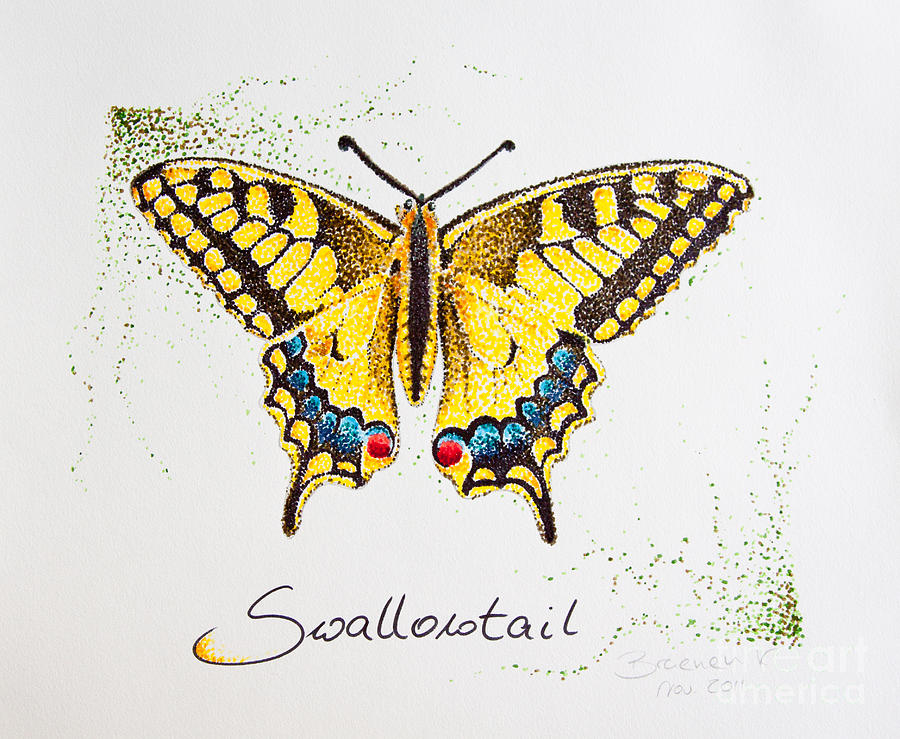 Butterfly Drawing - Swallowtail - Butterfly by Katharina Bruenen