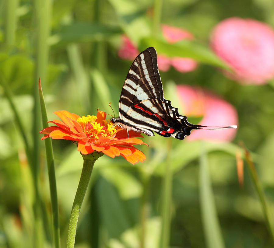 Butterfly Photograph - Swallowtail Butterfly by Kim Hojnacki