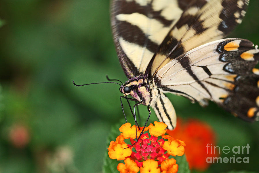 Swallowtail Butterfly Photograph by Luana K Perez