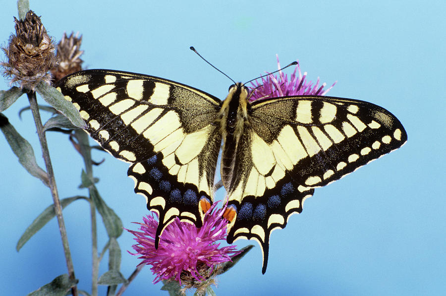 Swallowtail Butterfly Photograph by M F Merlet/science Photo Library