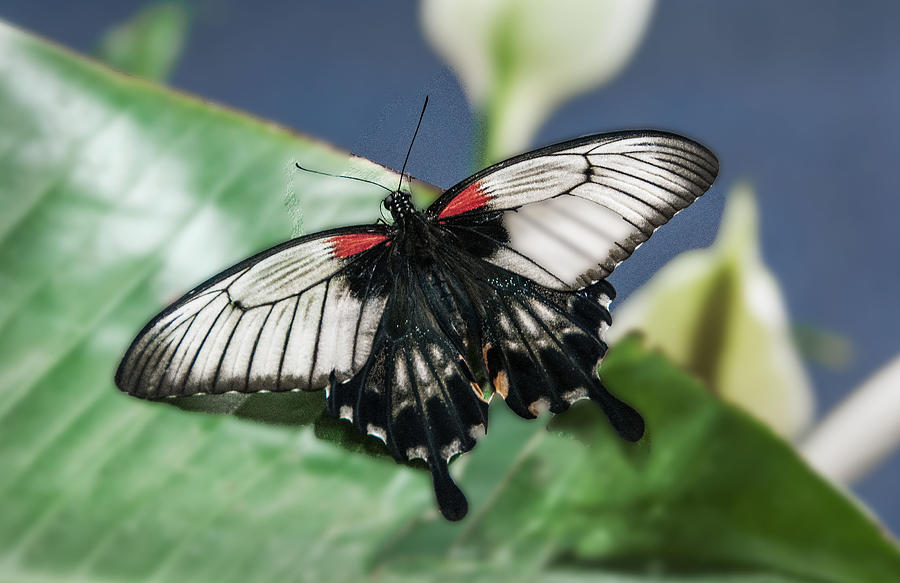 Swallowtail Butterfly Digital Art by Mae Wertz