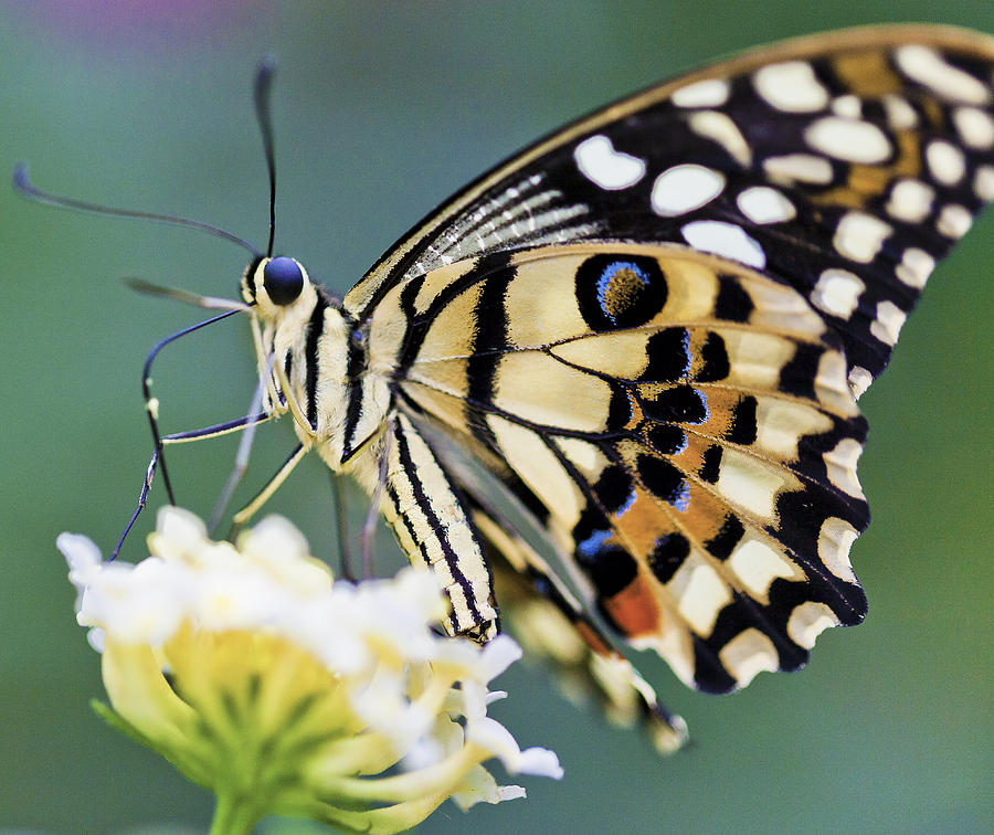Swallowtail Butterfly Photograph by Maj Seda