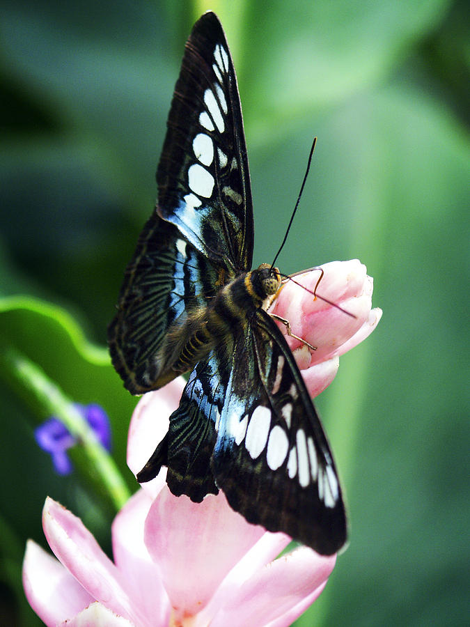 Swallowtail Butterfly Photograph by Marilyn Hunt