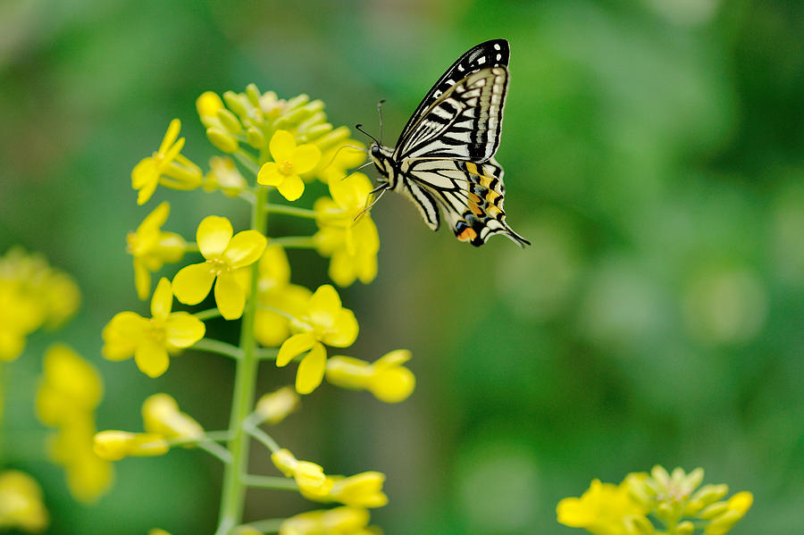 Swallowtail Butterfly Photograph by Myu-myu