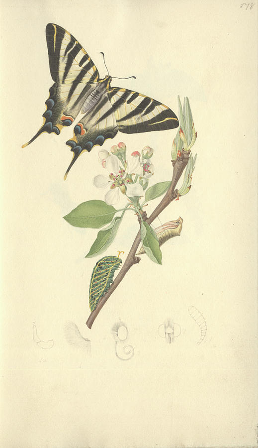 Swallowtail Butterfly Photograph by Natural History Museum, London/science Photo Library