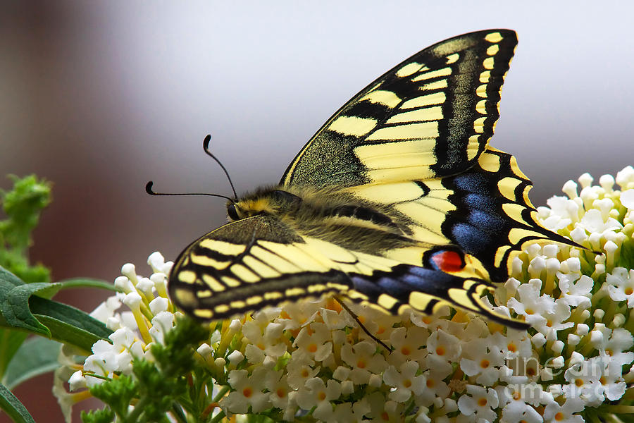 Swallowtail butterfly Photograph by Nick  Biemans