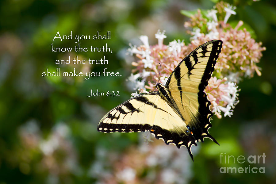 Swallowtail Butterfly On Abelia With Scripture Photograph