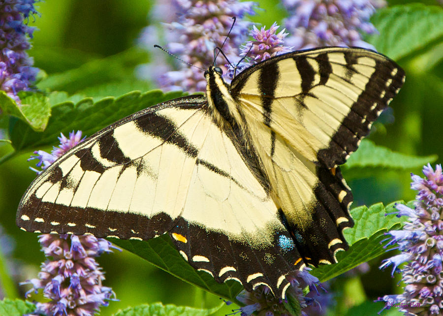 Swallowtail Butterfly on Anise Hyssop Photograph by Kristin Hatt