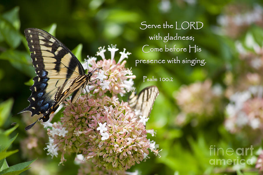 Swallowtail Butterfly On Chinese Abelia With Scripture Photograph