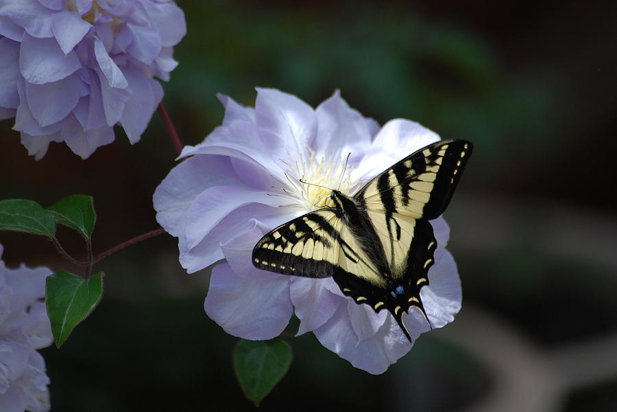 Swallowtail Butterfly on Clematis Photograph by Lynne Thibault