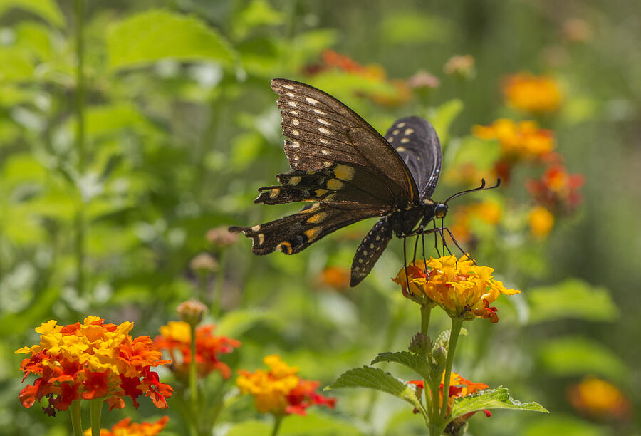 Swallowtail Butterfly on Lantana Photograph by Steven Schwartzman