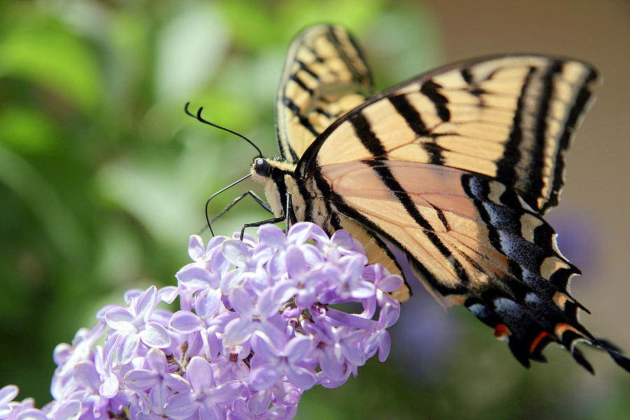 Swallowtail Butterfly on Lilac Photograph by Ron Chilston