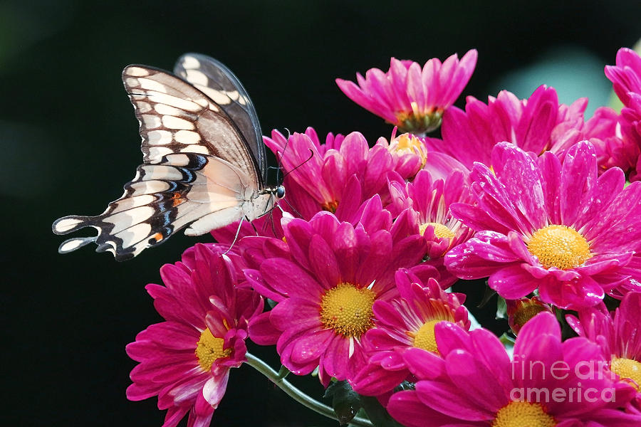 Swallowtail Butterfly on Pink Daizy Photograph by Luana K Perez