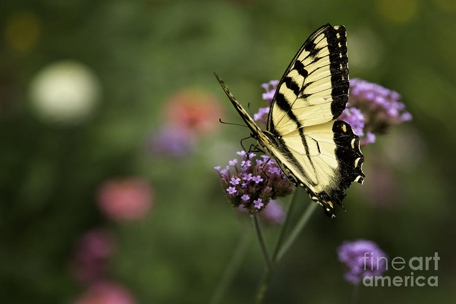 Swallowtail Butterfly On Purple Flower Photograph by Timothy Hacker