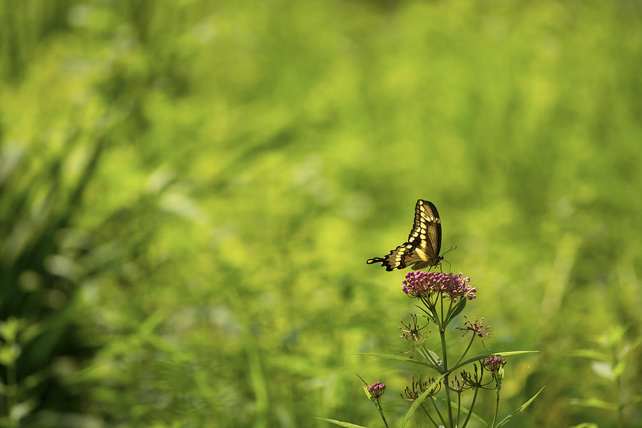 Nature Photograph - Swallowtail butterfly on Wild Flowers by Tracy Winter