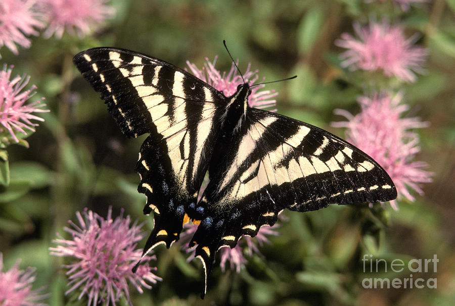 Swallowtail Butterfly Papilio Eurymedon Photograph by Ron Sanford