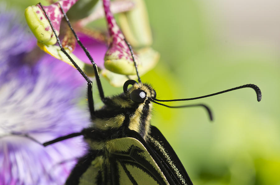 Swallowtail Butterfly Photograph by Priya Ghose